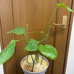 モンステラ　鉢つき