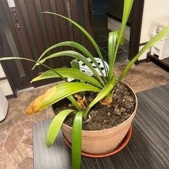 クンシラン　花