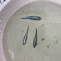 メダカ（黒衣）