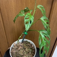 マドカズラ　親株個体