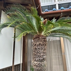レア金環蘇轍🌴最低価格スタート🌴