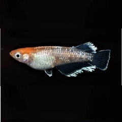 レッドクリフ紅白めだか稚魚2