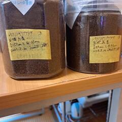 トカラノコギリクワガタ幼虫×2匹(臥蛇島)の画像