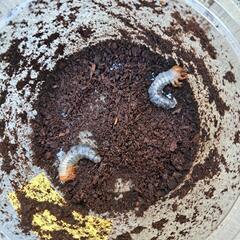 トカラノコギリクワガタ幼虫×2匹(臥蛇島)の画像
