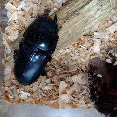 テイオウヒラタクワガタ【♀３頭】（45ｍｍ）