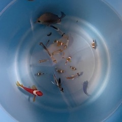 海水魚各種　まとめ売り