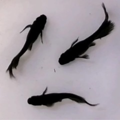 オロチブラックリアルロングフィンめだか稚魚の画像