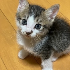 急募里親募集