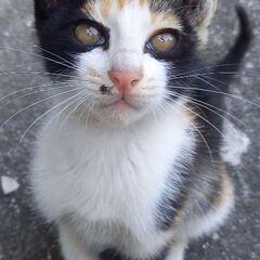 生後約4ヵ月の仔猫　５匹　