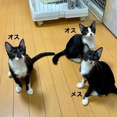 ハチワレ トリオ