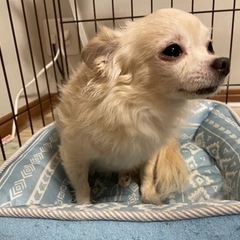 大切に育ててくださる方募集します！