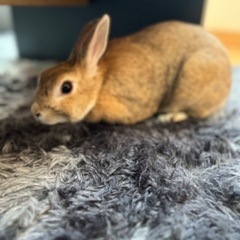 5才　メス　うさぎ