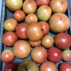 ✨久万高原産🍅大玉青トマト🍅