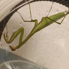 【野外採集】祈り虫 オオカマキリ♀　1匹600円の画像