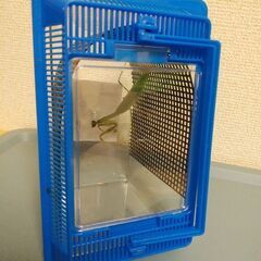【野外採集】祈り虫 オオカマキリ♀　1匹600円の画像