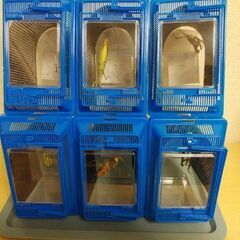 【野外採集】祈り虫 オオカマキリ♀　1匹600円の画像