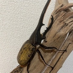 ヘラクレスオオカブトペア　ツシマヒラタクワガタペアの画像