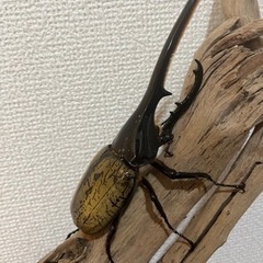 ヘラクレスオオカブトペア　ツシマヒラタクワガタペアの画像