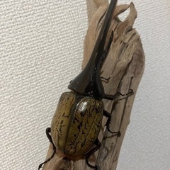 ヘラクレスオオカブトペア　ツシマヒラタクワガタペア