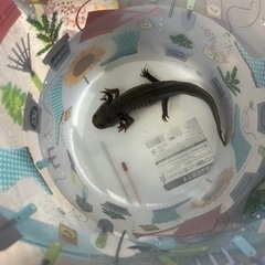決まりました！ウーパールーパー