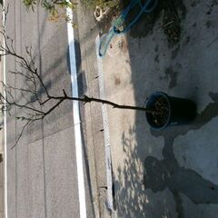柑橘系苗？/北区より
