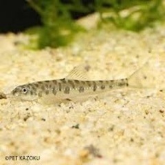 熱帯魚2種(取り引き中)の画像