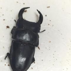 能勢産オオクワガタ難あり♂3♀3の画像