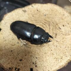 能勢産オオクワガタ難あり♂3♀3の画像