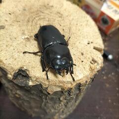 能勢産オオクワガタ難あり♂3♀3の画像