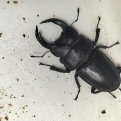 能勢産オオクワガタ難あり♂3♀3の画像