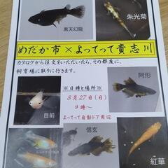 和歌山よってって貴志川店　メダカの注文即売会