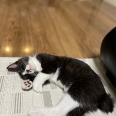 3か月くらいの可愛い男の子🐈‍⬛ − 栃木県