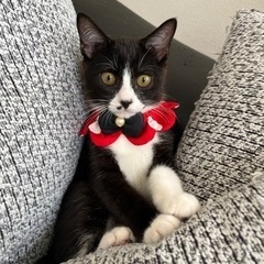3か月くらいの可愛い男の子🐈‍⬛ - 猫