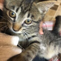 6月１日生まれの４兄妹猫