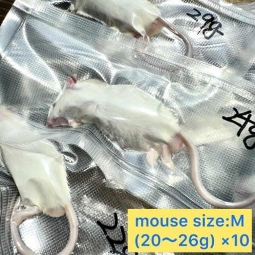冷凍マウス販売します！