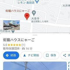 保護猫の里親募集　　街猫ハウスにゃーご - 猫