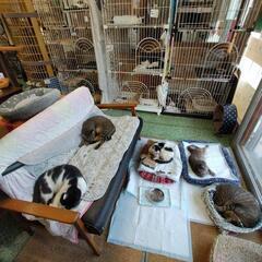 保護猫の里親募集　　街猫ハウスにゃーご - 里親募集