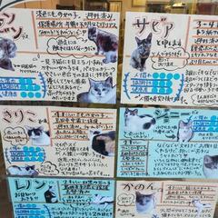 保護猫の里親募集　　街猫ハウスにゃーご - 島田市