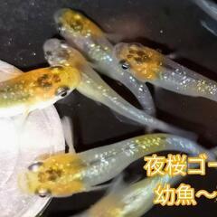 夜桜ゴールド　5匹　夜桜 メダカ　