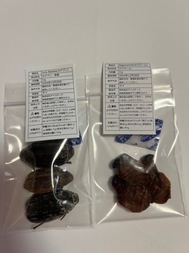 ガチャガチャ本体　ポップ付き昆虫食50個