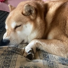 南天探してます。