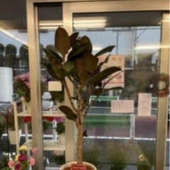 フィカス　観葉植物　120cm