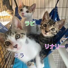 ねこけん千葉支部🐈️出張譲渡会開催しますよ☺️ - 千葉市