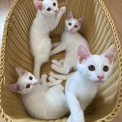 ねこけん千葉支部🐈️出張譲渡会開催しますよ☺️ - イベント