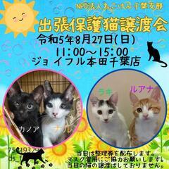 ねこけん千葉支部🐈️出張譲渡会開催しますよ☺️