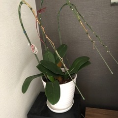 【決まりました】植え替えにどうぞ！胡蝶蘭