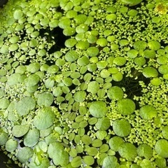 ホテイアオイ　他水草　メダカ水槽にの画像
