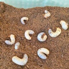 【無料】カブトムシの幼虫　出来れば５匹以上でお願いします