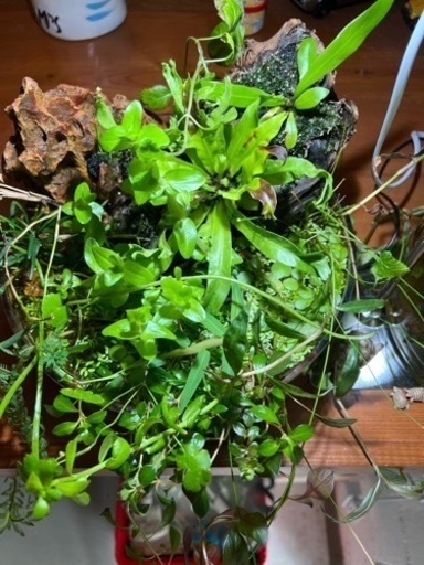水草容器セット