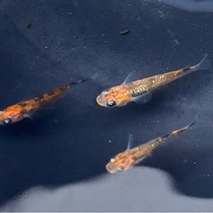 月詠　ツクヨミ　無選別　5匹　メダカ  若魚